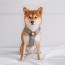 Foxys No Pull Dog Harness - Reflective 3M, Adjustable Fit