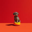 Animals & Pet Supplies